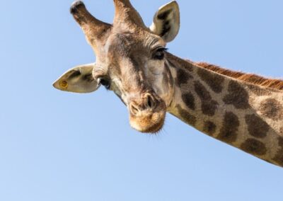 Cotswold Wildlife Park