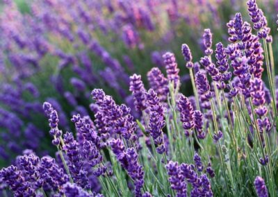 Cotswold Lavender